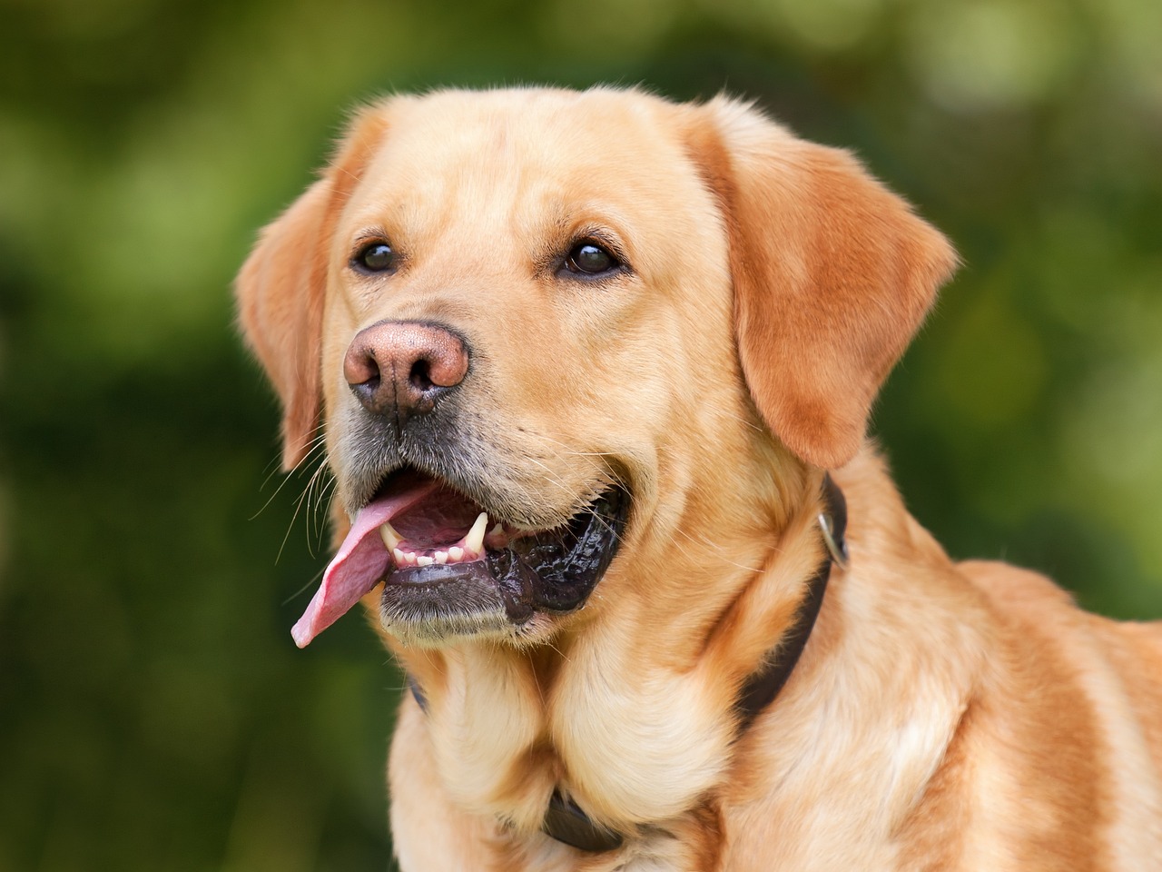 Dog-Bite-Attorney-in-El Cajon