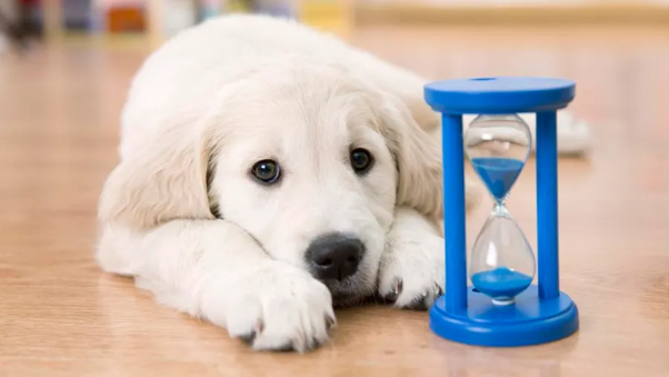 Waiting Period Loopholes Pet Insurers Use to Deny Florida Claims